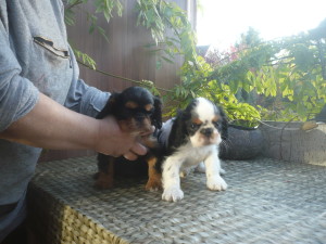 Kilian a Kalvin